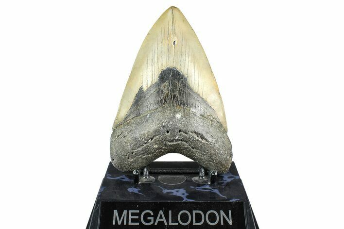 Fossil Megalodon Tooth - North Carolina #368432
